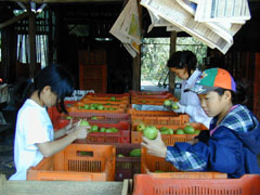 市場に出荷する果樹を選別し、箱詰めにする手伝いは小学生も参加する。