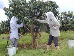 老人たちが丁寧に剪定すると、やがて花が咲き、グアバやマンゴーが豊かに実る。摘果は女性たちの仕事。
