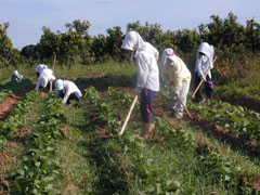 日中は大人も子どももそれぞれに応じた農作業をする。機械化は極力避けている。